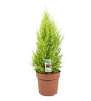 Cupressus Goldcrest Wilma - hoogte 70-80