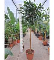 Ficus Tresor multistam 300