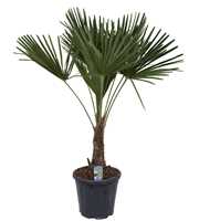 Trachycarpus fortunei P30