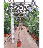 Ficus Elastica Abidjan vertakte stam 280