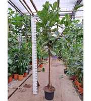 Ficus Lyrata stam 300