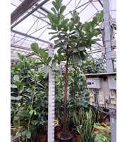 Ficus Lyrata multistam 350