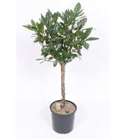 Ficus Cyathistipula