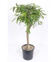 Ficus Amstel King