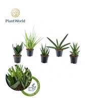 Sansevieria mix Gobi P8,5