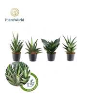 Sansevieria mix Kalahari P10,5