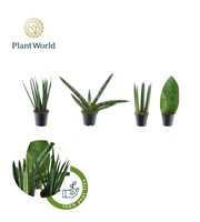 Sansevieria mix Karakum P5,5