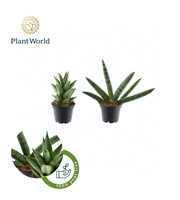 Sansevieria mix Sonora P7