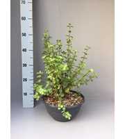 Portulacaria afra 27 cm