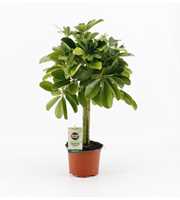 Schefflera compacta Nora