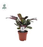 Ctenanthe Burle Marxii (zonder hoes)