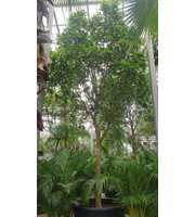 Ficus Amstel King