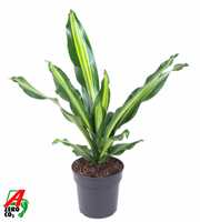 Dracaena Burley kopstek P19