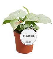 Syngonium Confetti