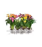 Zantedeschia gemengd Calla mix met outdoor potcove