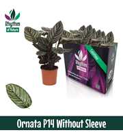 Calathea 14cm Ornata Rhythm of Nature zonder hoes