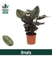 Calathea 14cm Ornata Rhythm of Nature