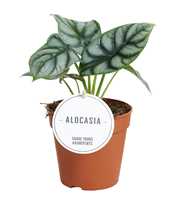 Alocasia Silver Dragon