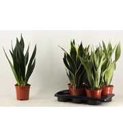 Sansevieria Super mix 17 cm