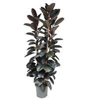 Ficus elastica abidjan P40 toef