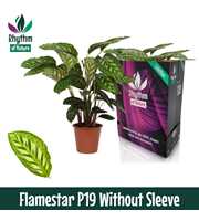 Calathea 19cm Flamestar Rhythm of Nature zonder ho