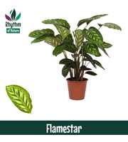 Calathea 19cm Flamestar Rhythm of Nature