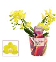 Phalaenopsis Table Lemon 2-3 tak (Scenza)