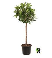 Ficus Cyathistipula op stam