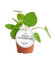 Pilea Peperomioides Baby