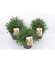 Xerochrysum bracteatum mix