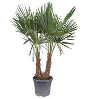 Trachycarpus fortunei P40 2PP