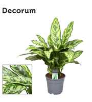 Aglaonema Romeo