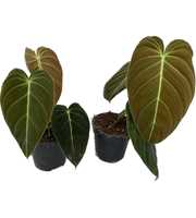 Philodendron melanochrysum p12