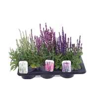 Salvia nemorosa mix