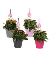 KP-690.1 - Kalanchoe Gardenlina 15cm in hangpot