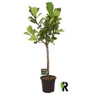 Ficus Lyrata op stam