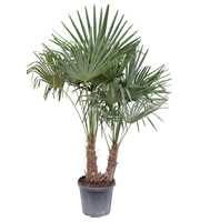 Trachycarpus fortunei P45 multistam