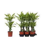 Dracaena Golden Queen, 17 cm pot