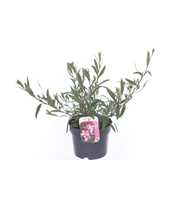 Gaura lind. Gaudi Rose