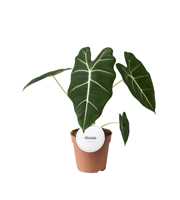 Alocasia Frydek