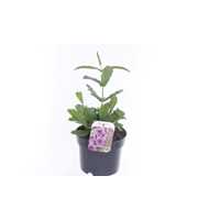 Verbena rigida Santos