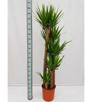 Yucca 150/120/90/60/30 XL