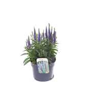 Veronica spicata Royal Candles