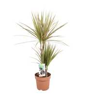 Dracaena Bicolor 30-15