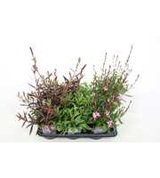 Gaura lind. mix