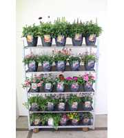 Perkplanten mix-kar