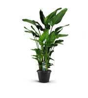 Strelitzia Nicolai 35 XXL 9 stekken