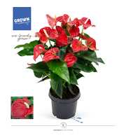 Anthurium - KARMA Red | 21cm