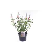 Salvia microphylla Salvinio True Red