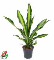 Dracaena Burley kopstek P21